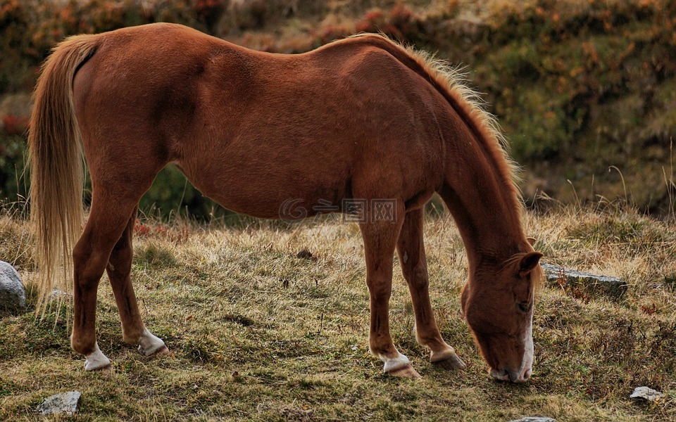 马,布朗,匹棕色的马