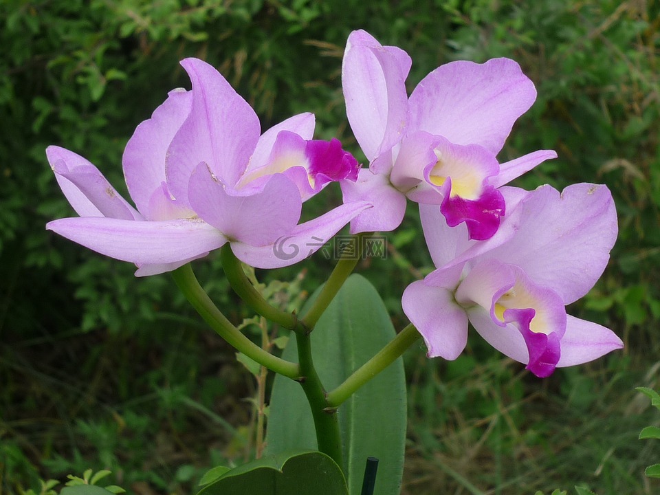 卡特兰,兰花,花