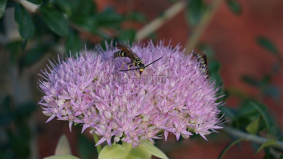 景天属植物 spectabile,昆虫,蜜蜂