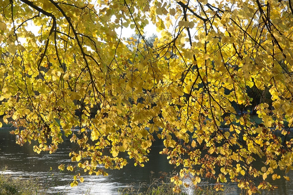 林德,树,秋季