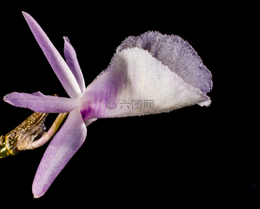 野生兰花,兰花,白紫