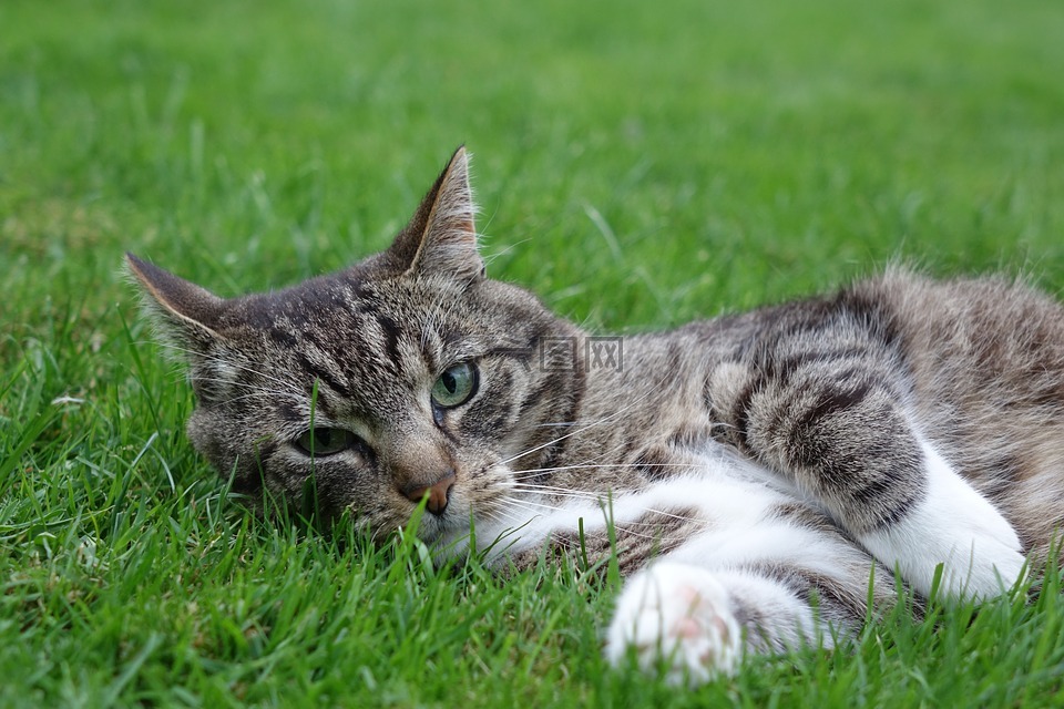 国内的猫,躺在,草地