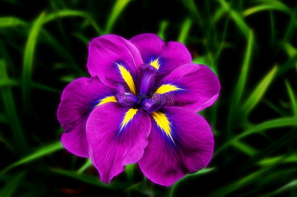 鸢尾花,紫色,花