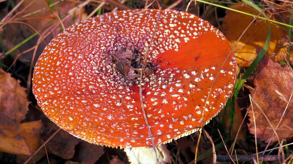 蘑菇,鹅膏菌,红色