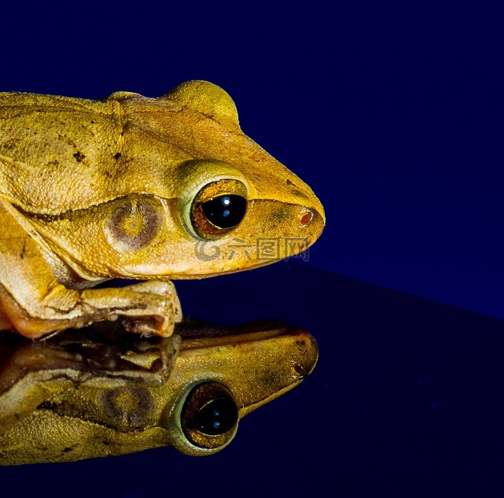 青蛙,蟾蜍,金色的眼睛