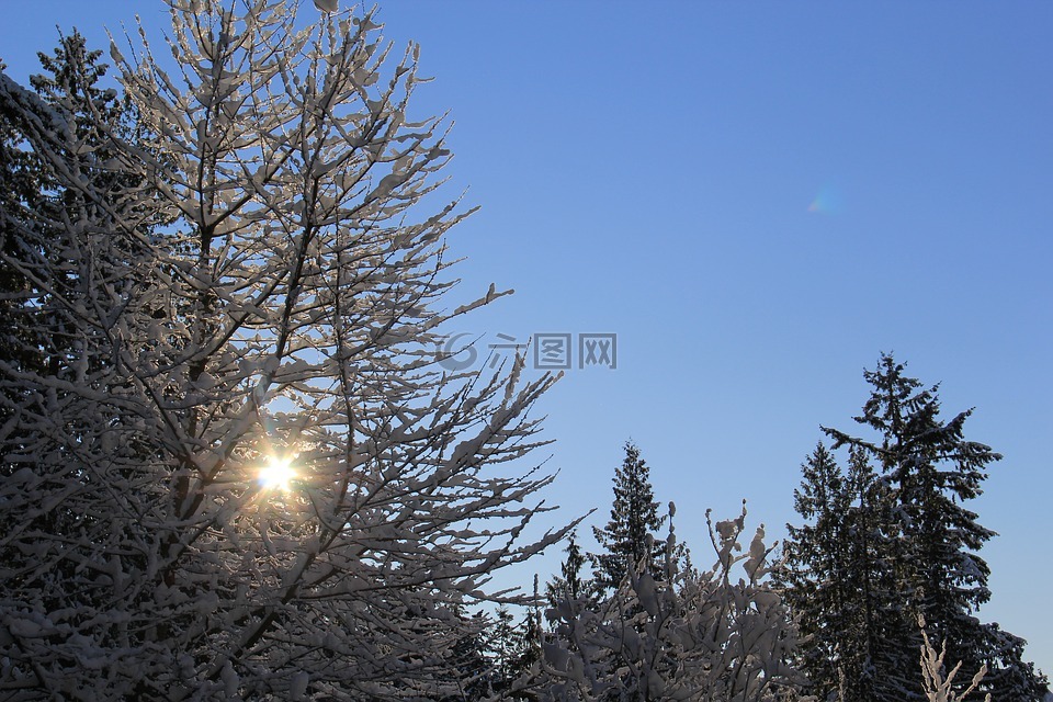 白雪皑皑的早晨,阳光明媚的白雪,冷透镜的光晕