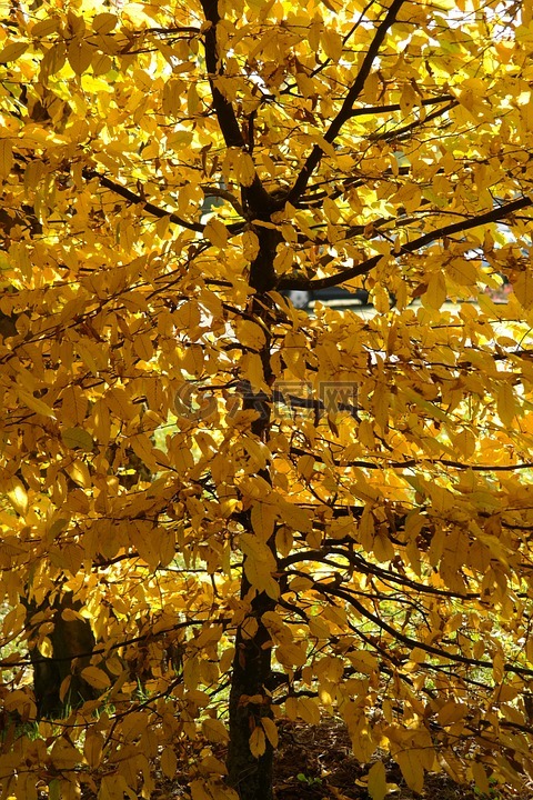 鹅耳枥木,树,秋季