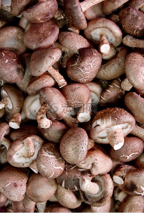 蘑菇,美味,冠军