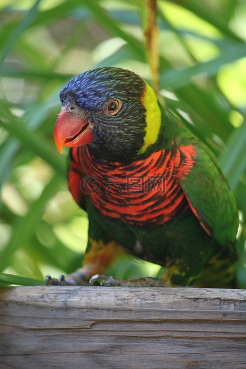 澳洲鹦鹉,鸟,彩虹