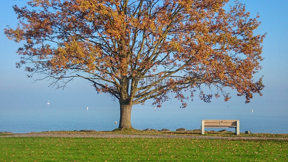 秋天,树,湖