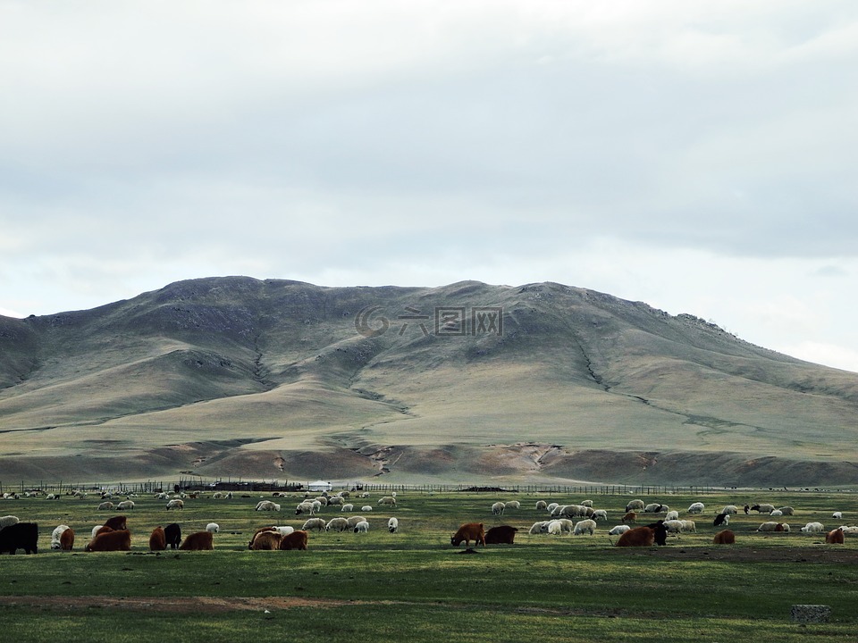 蒙古,草原,牛羊