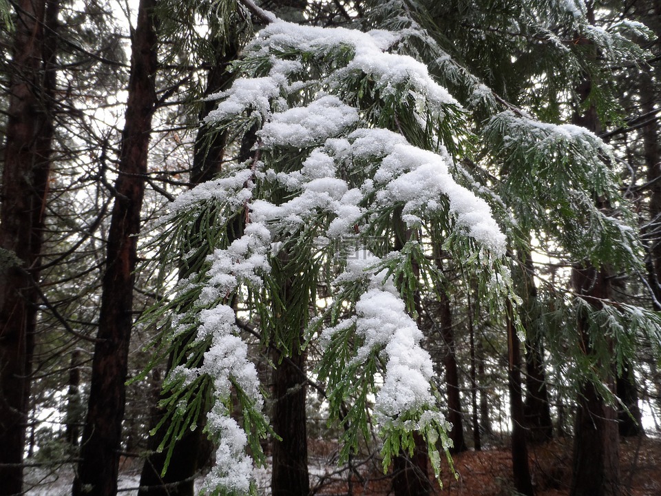 松树,雪,松