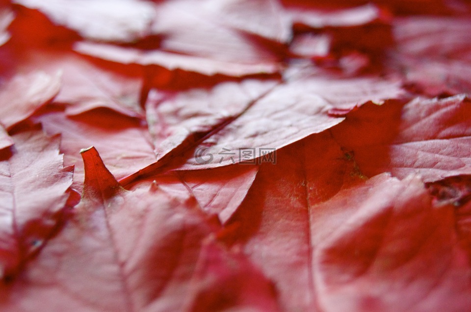 叶子,秋季,红色