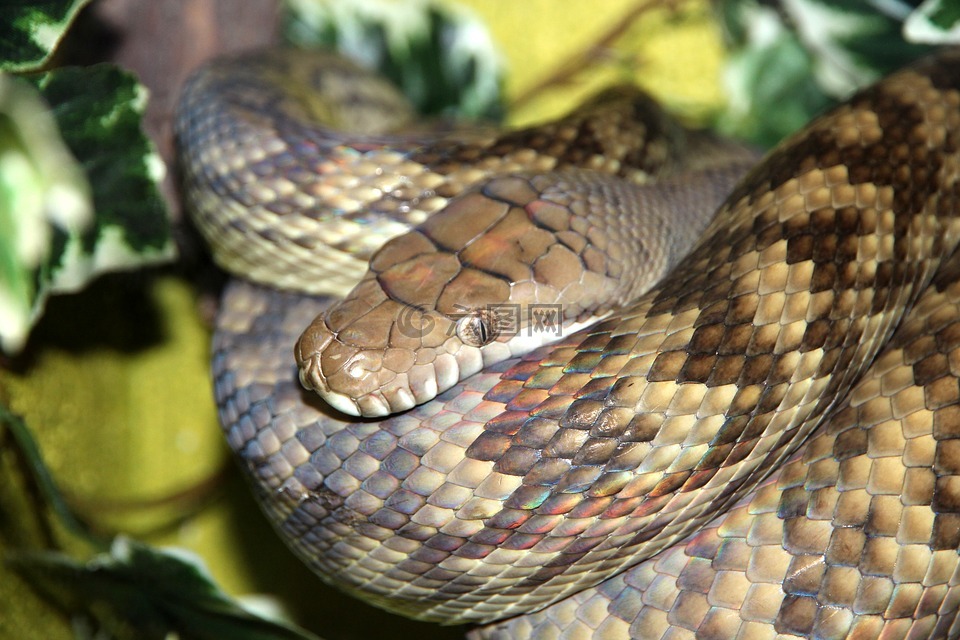 紫晶蟒,蛇,python