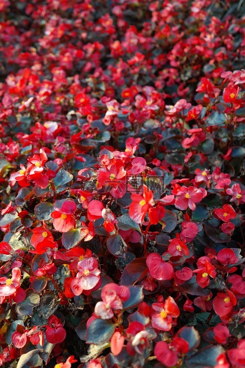 冰秋海棠,鲜花,红色