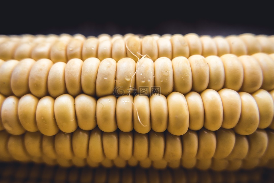 玉米,机芯,甜