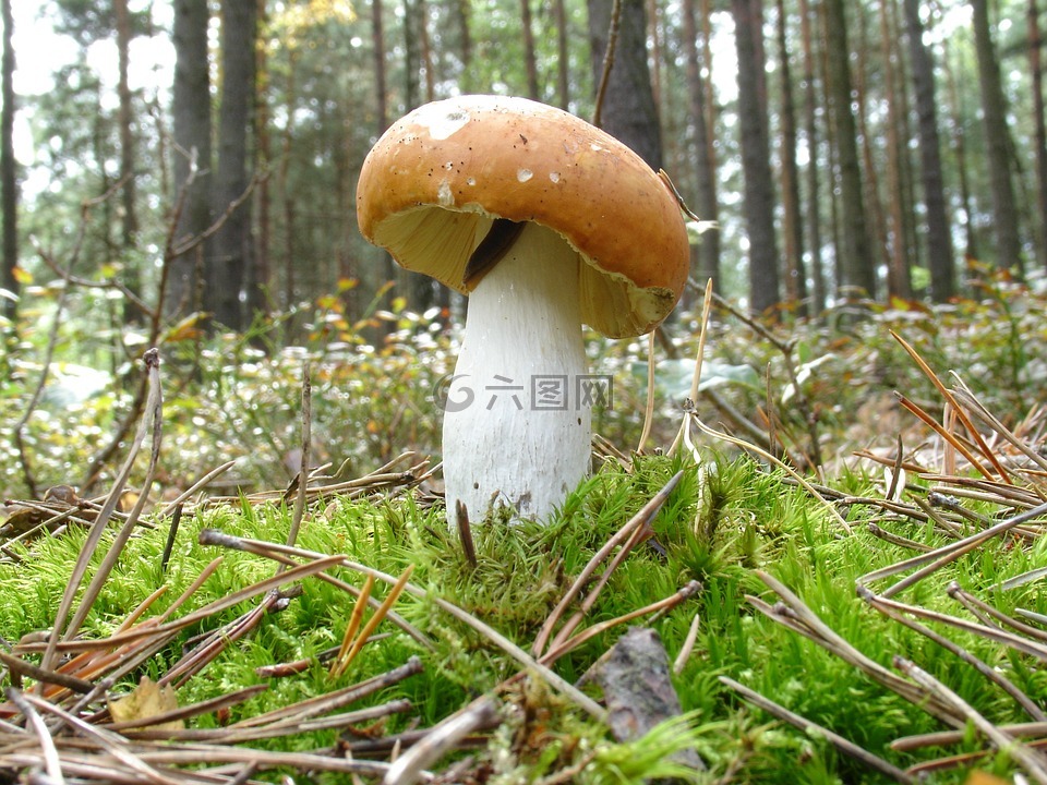 菌,蘑菇,秋