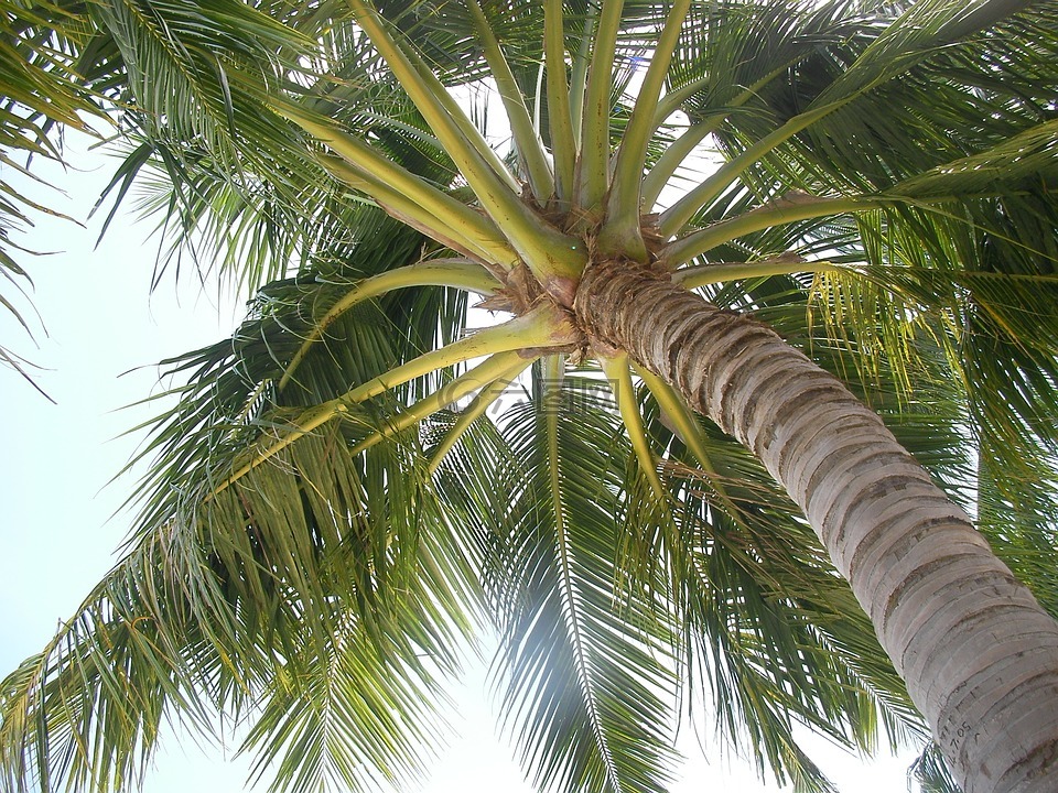 无尽的夏日,棕榈果,南岛