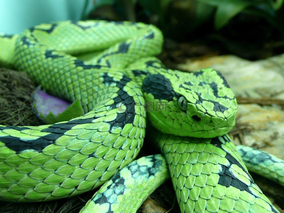 蛇,黄色的浮肿的棕榈 pitviper,毒蛇