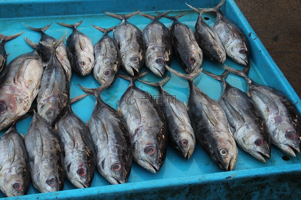 鱼市场,斯里兰卡,金枪鱼