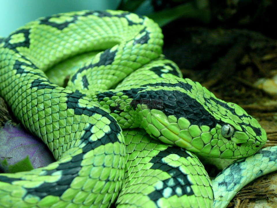 蛇,黄色的浮肿的棕榈 pitviper,有毒