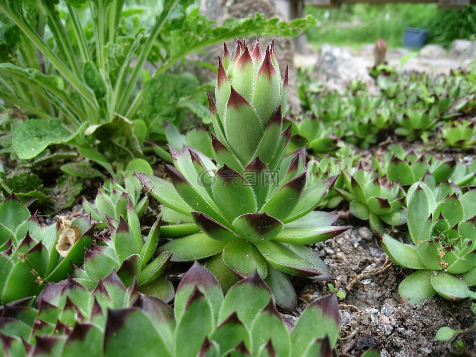 taklök,植物,绿色