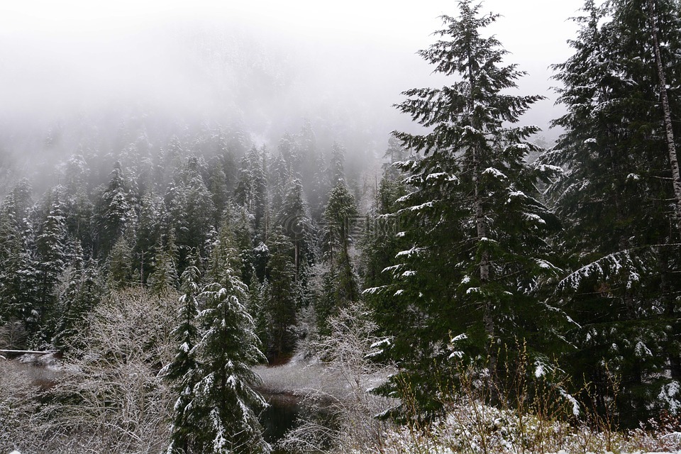 雪,松树,冬天