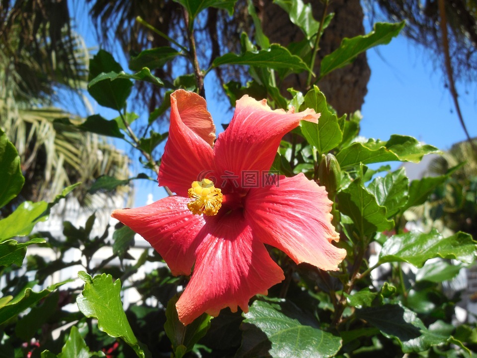 芙蓉,开花,花