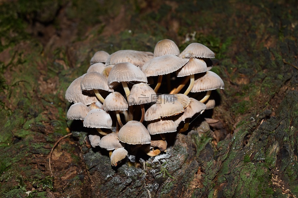 conocybe rickenii,蘑菇,维托里奥托