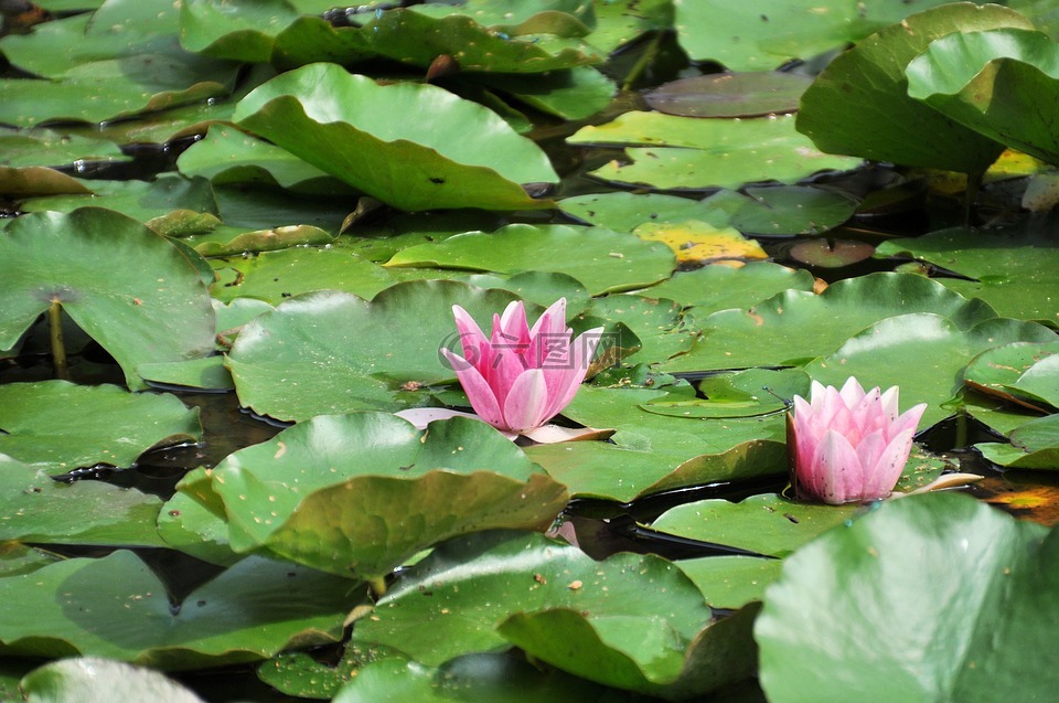 睡莲,荷花池,池塘