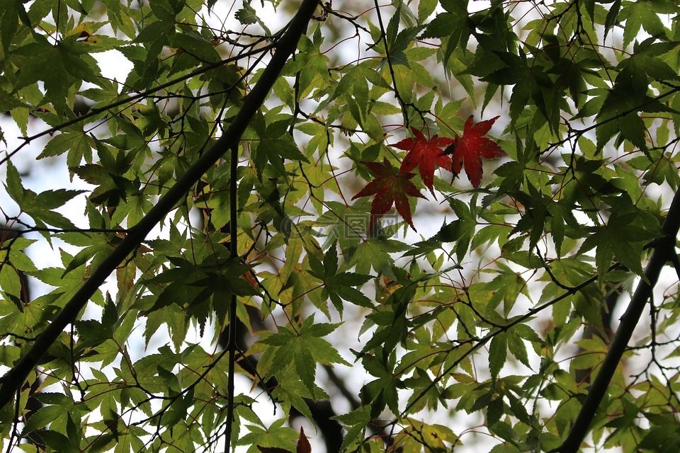 叶,日本枫树,树