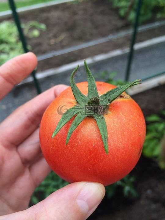 番茄,培育,温室