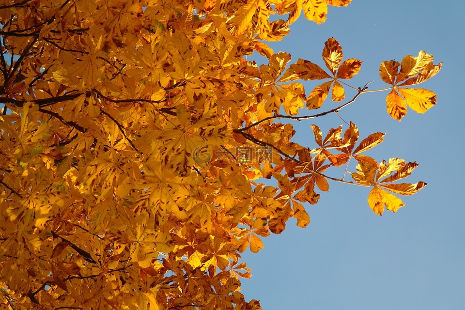 马栗叶子,秋天树叶,黄金