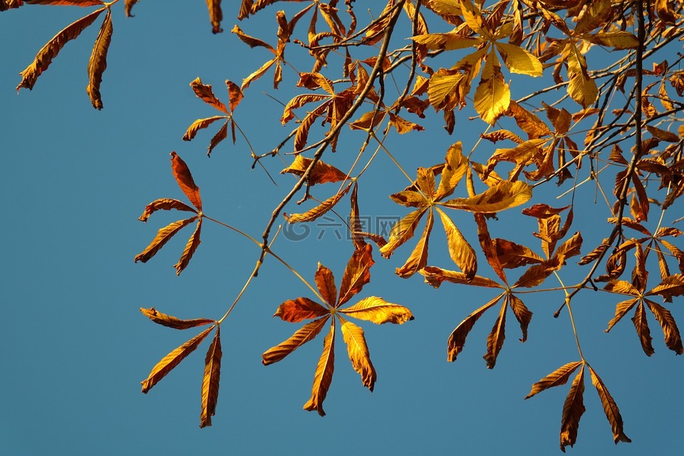 七叶树,金色的秋天,秋天树叶