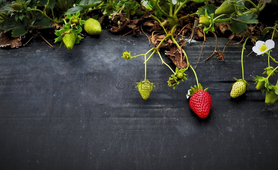 草莓,水果,增长