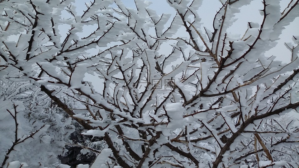雪和树木,斯诺吨。,山冬季树木