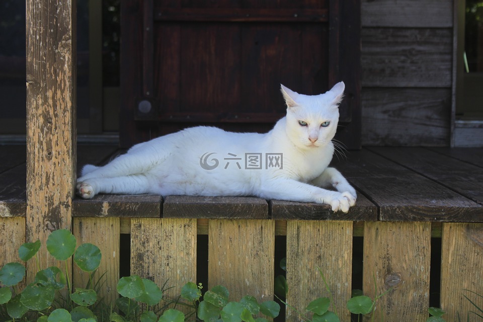 猫,白庙,冲绳县