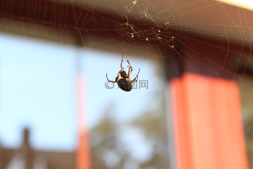 蜘蛛,蜘蛛网,蛛形纲动物