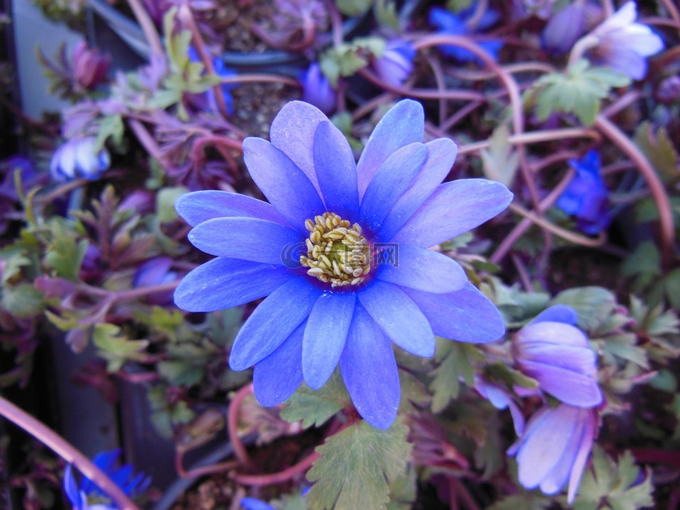 植物,花,蓝色的莲花
