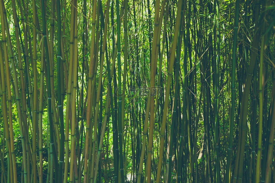 竹,森林,自然