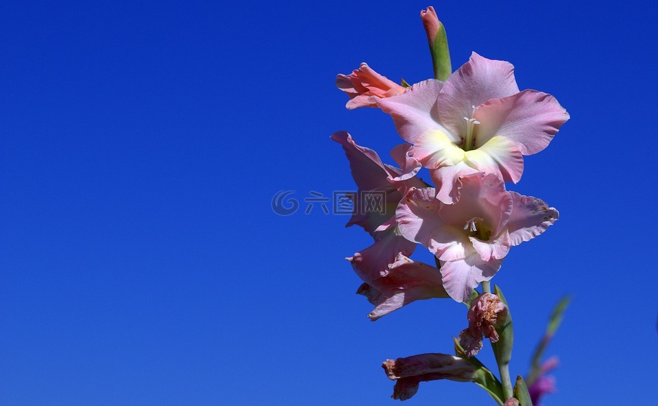 唐菖蒲,iridaceae,紫