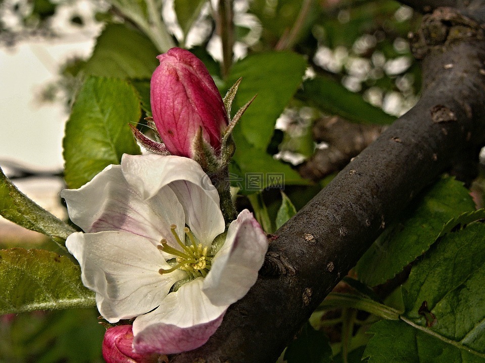 苹果树,花,芽