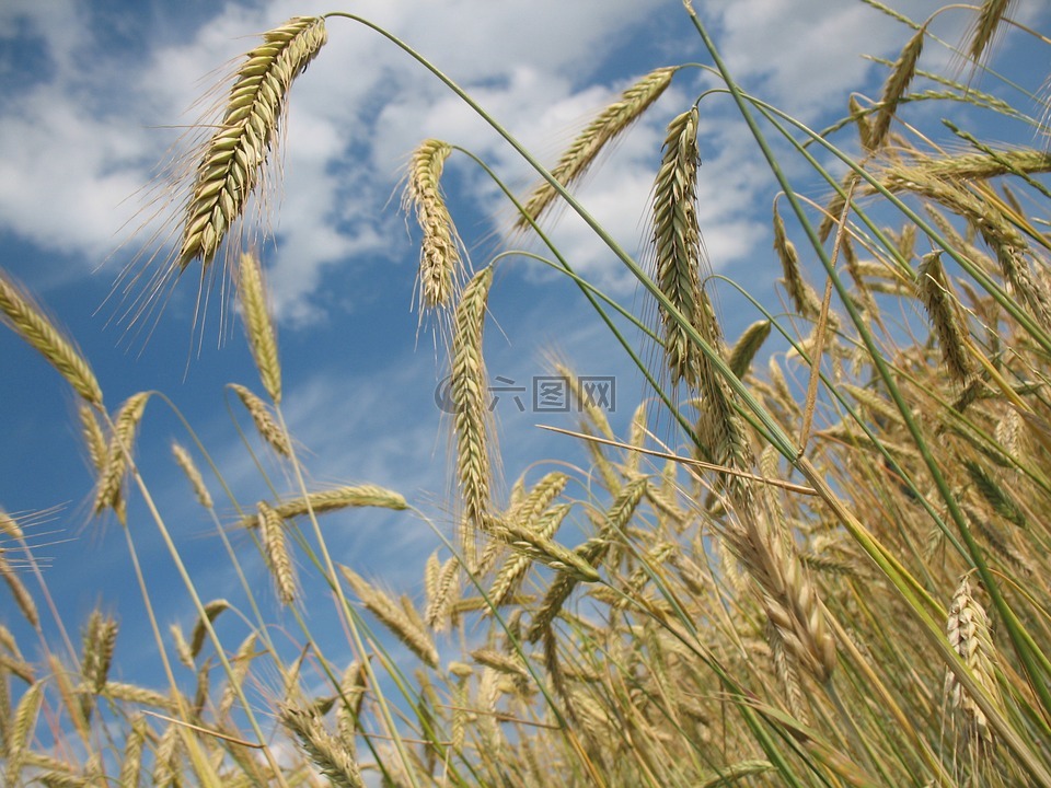 谷物,小麦,农业