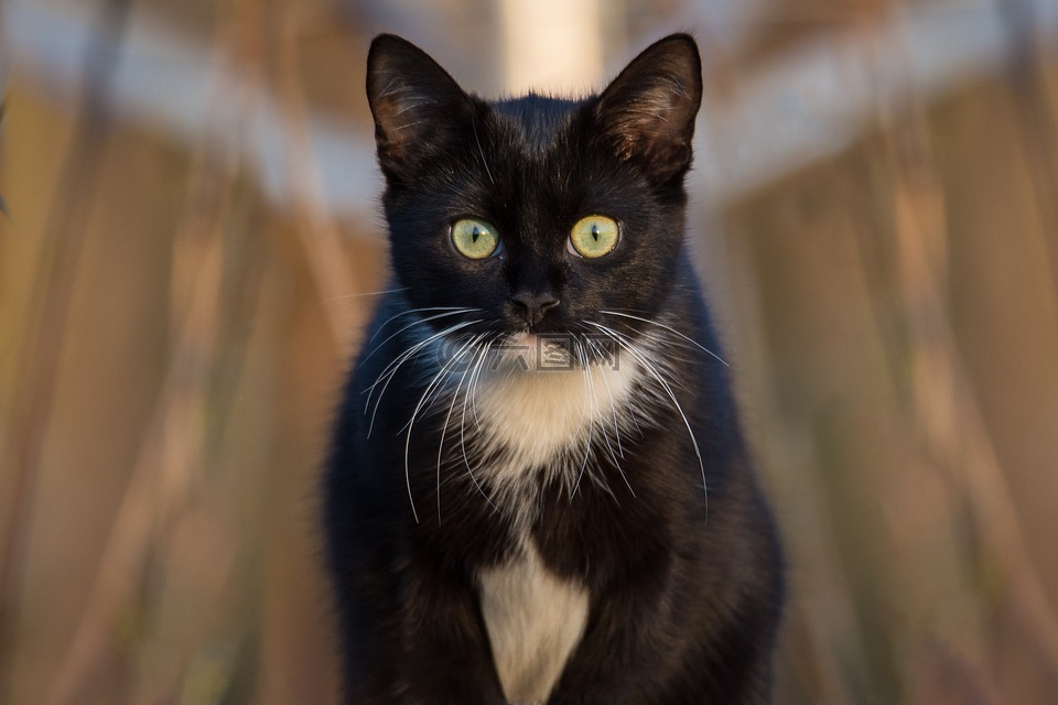 猫,黑色,肖像