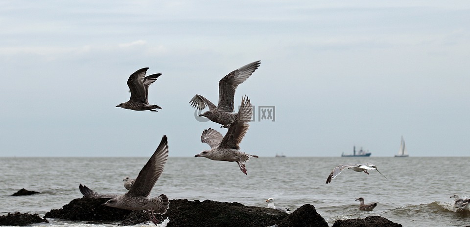 海鸥,北海,海滩