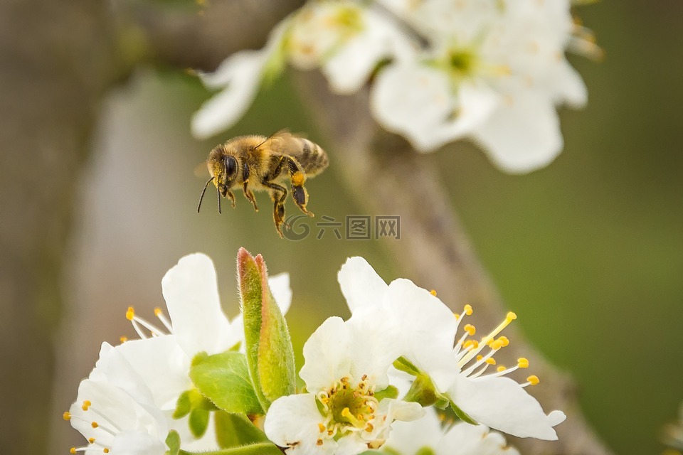 蜜蜂,开花,昆虫