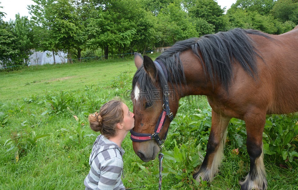 吻,亲吻,马