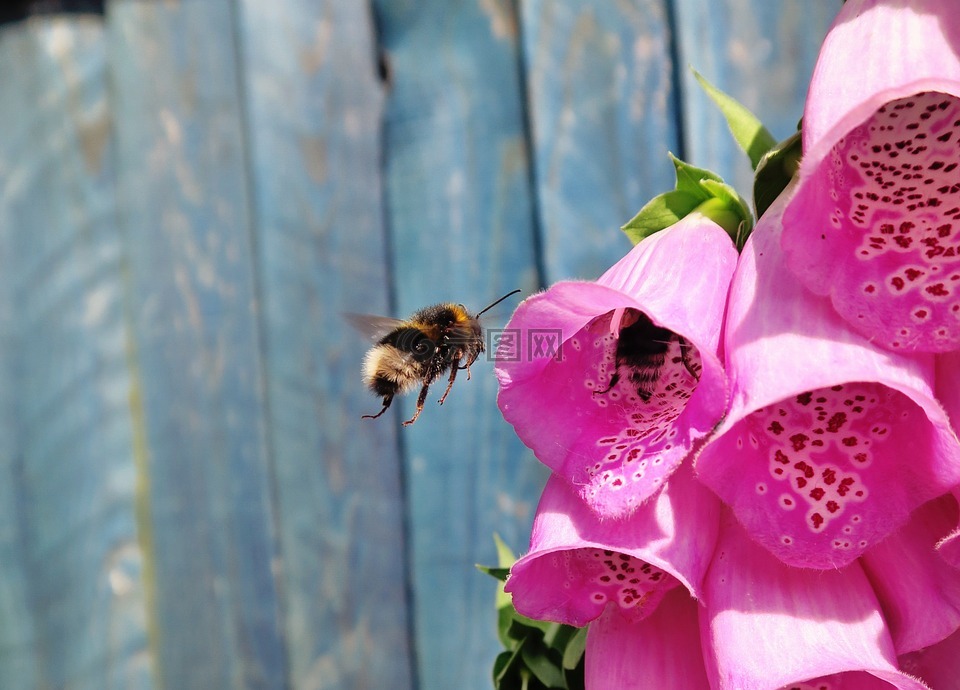 鲜花,蜜蜂,昆虫