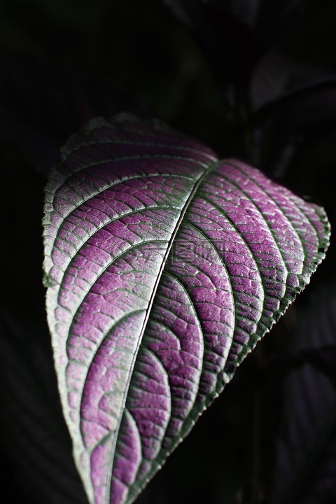 叶,紫色,植物
