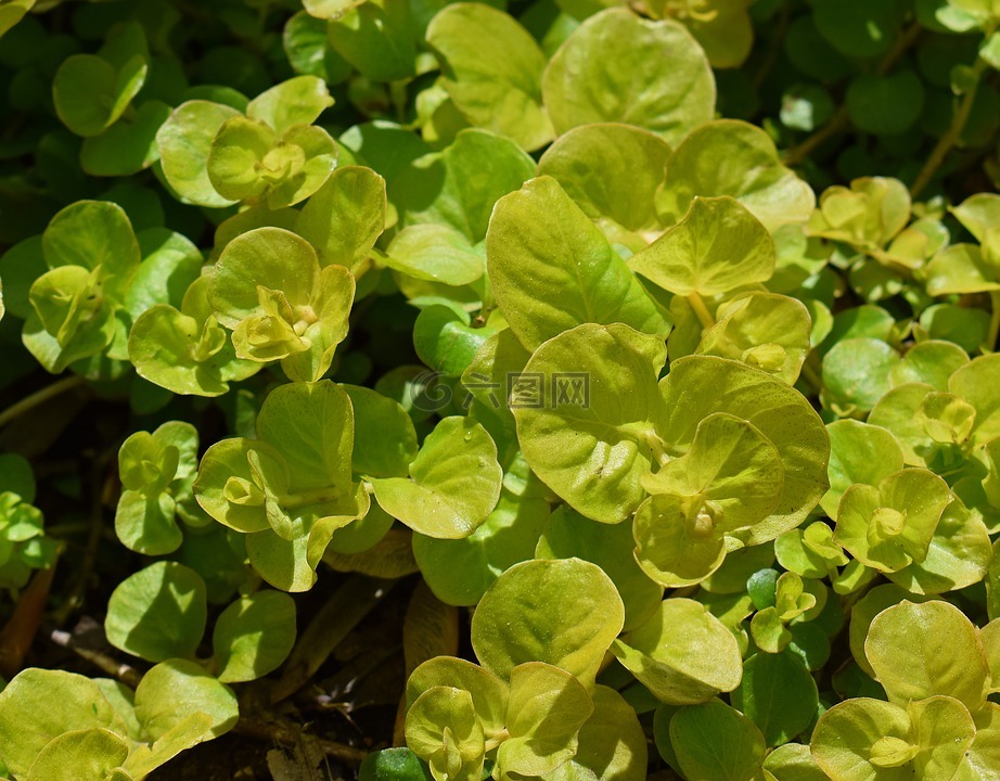 金moneywort,地面覆盖,植物